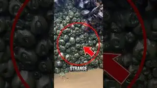 Never Touch This Creature‼️😱