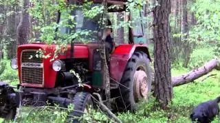 URSUS c-330 w lesie - wyciąganie drzewa