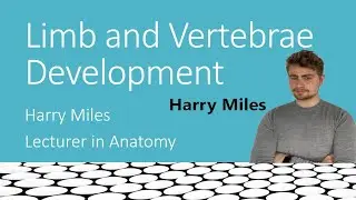 Limb and Vertebra Development - [Embryology]