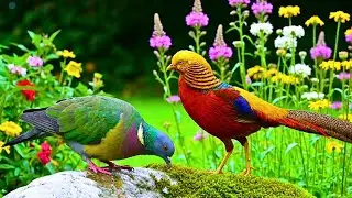 Nature Sounds & Relaxing Music | Birds Singing in the Forest for Calm, Focus & Deep Peace