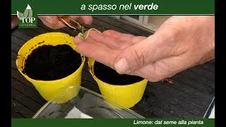 Limone: dal seme alla pianta | topgardening