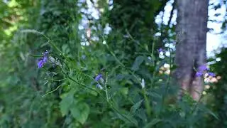 Collinsia parviflora, Clarkia amoena, Hesperis matronalis, Chamaenerion angustifolium (Fireweed)