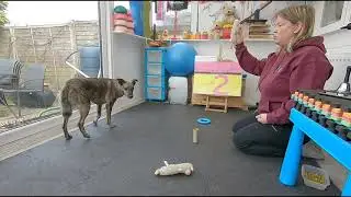 Match to sample - expert trick