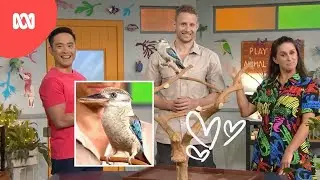 Ben Dessen & Kookaburra ✨ | Play School's #AmazingAnimals | ABC Kids