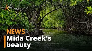 Conservation in Kilifi - Watamu's Mida Creek boasts of eight species of mangroves
