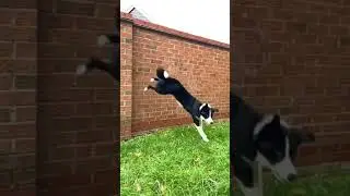 Agile Dog  Jumps off Wall - 1400008-6