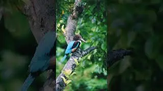 Kingfisher in the Rain: A Stunning Moment of Nature #Kingfisher #Nature #BirdWatching #RainyWeather