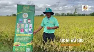 💥ស្រូវទុំហើយប៉ុន្តែស្លឹកនៅតែពណ៌បៃតង លក្ខណៈពិសេស ជីសញ្ញា ដៃគូឆ្លាតវៃ🌾🌾🌾