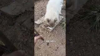 A couple asked a stray cat to find their lost pet #shorts #cat #rescue