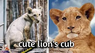 baby lion - cute & funny lion's cub video compilation|| CR Animal's ||