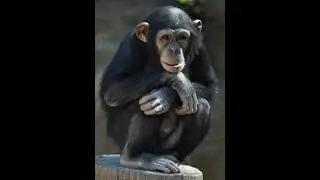 Chimp Sound Effects 🐵 🔊