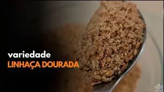 Linha&ccedil;a dourada: pesquisa e propriedades nutricionais