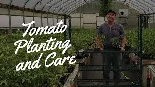 Tomato Planting & Care