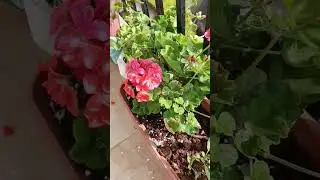 #brick mix plant ☘️garden 🏡