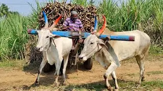 Young's Bullock Cart mud stuck in heavy load Sugarcane riding // eddulu videos