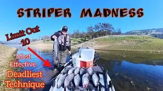 EPIC Striper Fishing! Winter Stripers DESTROY (New Hogan Lake)