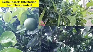 Scale Insects On Plants And Their Control