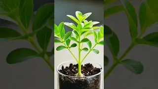 Methi Seed to Leaf 🌱 | Grow Lapse Timelapse I #GrowLapse #MethiGrowth #FenugreekTimelapse #growroom