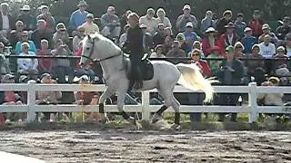 Hermanns Royal Lipizzaner Stallions Sarasota Florida Training 5