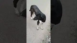 Dhakuria Lake Dog 🥰 #shorts #short #viralshorts #shortvideo #dhakurialake #southkolkata #travelling