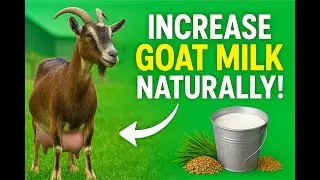 Goat Not Producing Milk? | Reasons & Solutions for Low Milk in Goats