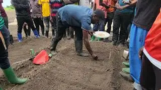 Jinsi ya Kupanda Pilipili hoho.Kitalu cha mbegu ya hoho