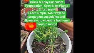 #SucculentCare #PlantPropagation #GardeningTips #HomeGarden #GrowWithLove