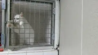 Chamallow, le chat roi de l'&eacute;vasion   The cat king of escape
