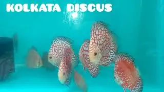 Discus Fish Kolkata India|Discus Fish Seller Kolkata|Malaysia Discus|Kolkata Discus|Imported Discus|