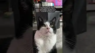 Have you heard of FIV!? #catvideos #cats #catlover #catvideo #catlife #rescuecat