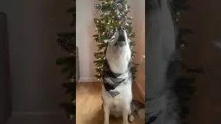 Husky sings ALL I WANT FOR CHRISTMAS IS YOU! 🎤