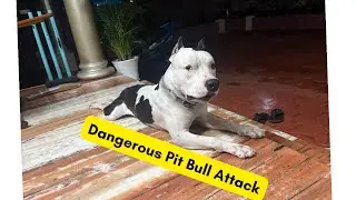 Pit Bull Attack🐕!! |Plastic lotus Flowers 🌸| Small Fish Pond 🐠| Daily Life Vlog | Life Style Vlogs