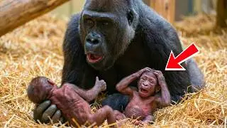 Zookeepers Film a Gorilla Giving Birth. What She Does Next Is Unbelievable | animal stories