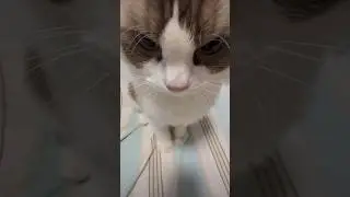 Mr.Boom boom cat meme #mrboom #cat #catmemes #funny #funnycat