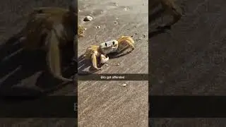 Day 20 Posting funny animal #viralvideo #funnyanimls