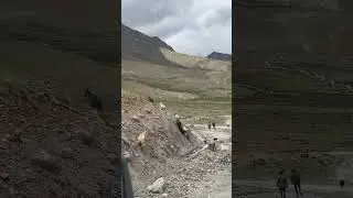 Himalayan Goat spotted in #Ladakh #kargil #adventure #wildlife #mountains  #hp #nomadicstyle