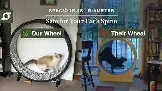 Cat Exercise Wheel by One Fast Cat | Key Benefits