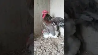 Rooster Mating with chicken #chickenmating #crossing #ytshorts