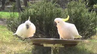 Australian Native birds