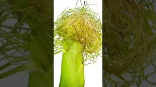Les Bienfaits des Barbes de Ma&iuml;s#feuilles #naturopathie #astuces #mais #bienfaits