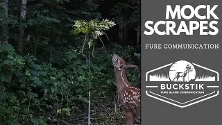 Utilize this Ultimate Mock Scrape Scrape Setup. Licking Branches, Vines and more.