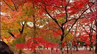 Sogenchi Garden, at Kyoto Japan