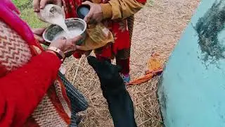 The Indian dog kali #savedogs #helpinganimals #kindness #dogfeeding #Humanity
