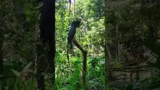 Meeting the birds of Lombok Wildlife Park #indonesia #shorts #lombok