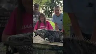 Meet Humphrey my 32 year old Cuban iguana.