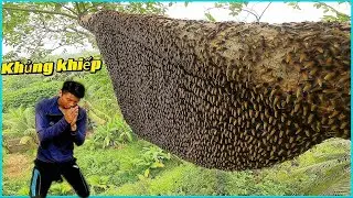 Ám ảnh Leo Cây Cao 20m Rất Nguy Hiểm Gặp Trời gió Thấy Sợ,dangerous climbing star 20m met.