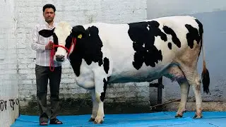 Full Pure ABS,Denmark Breed with Modern Farm background || Lalka Dairy Farm || High Milking