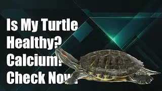 How do I know if my turtle is getting enough calcium?