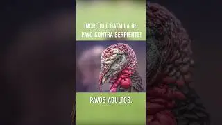 Incre&iacute;ble Batalla De Pavo Contra Serpiente! #shorts
