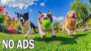 24 HOURS Dog Music 🐶 Soothe Separation Anxiety & Loneliness When Home Alone 🏠💔 NO ADS
